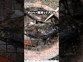 【至福】メジナをDCM七輪で。滴る脂とカリカリのヒレがたまらない… #shorts #七輪 #キャンプ飯