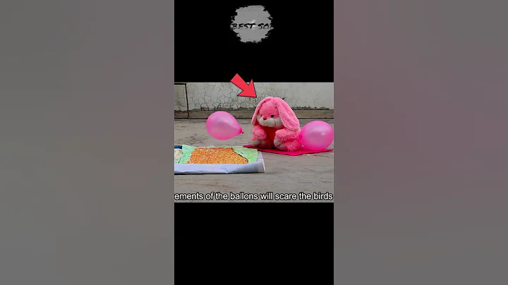 Keep the Birds Away from the Grains #shorts  #lifehacks #effectivelifehacks #diy