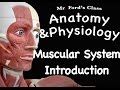 Muscular System Quiz