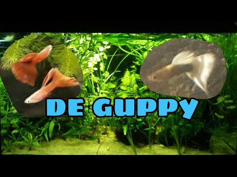 Video: Hoe Zorg Je Voor Guppy's?