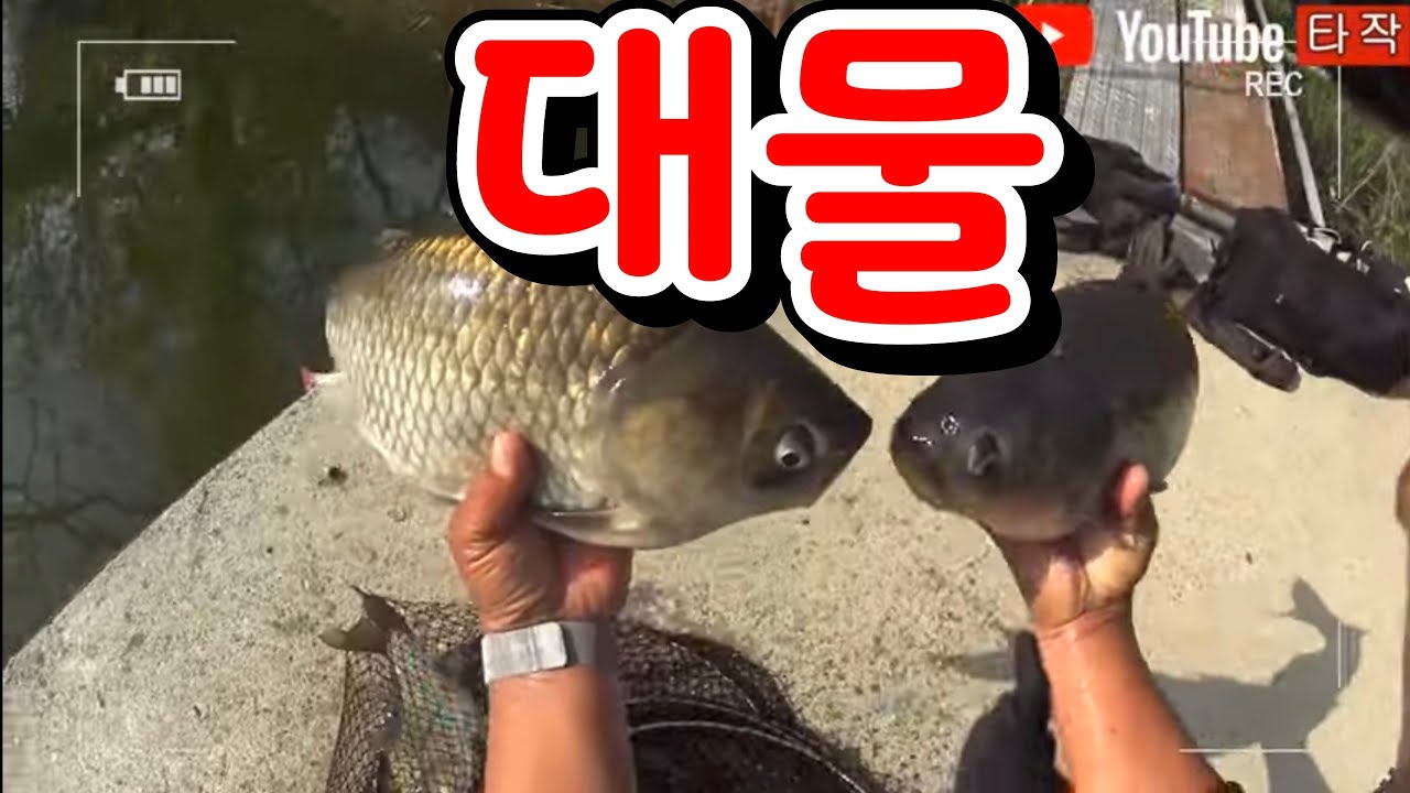 대물들이 이제 나오네요/버드나무 옆에 찌를 세우세요