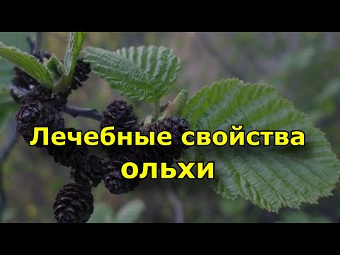 Лечебные свойства ольхи. Лечебные свойства коры, листьев и шишек