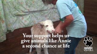 Annie the Donkey | Houston SPCA
