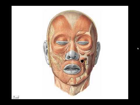 camera iphone 8 plus apk Reconocimiento