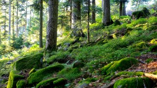 🌳 4K - Relaxing Nature Sounds For Stress Relief, Bird Song, Forest Sounds