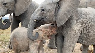 Elephant orphans Timisa and Khanyisa will steal your hearts!