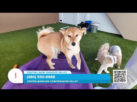 Central Bark State Of The Art Facility And Trusted Day Care For Your Dogs