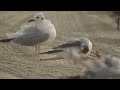 Little Gull