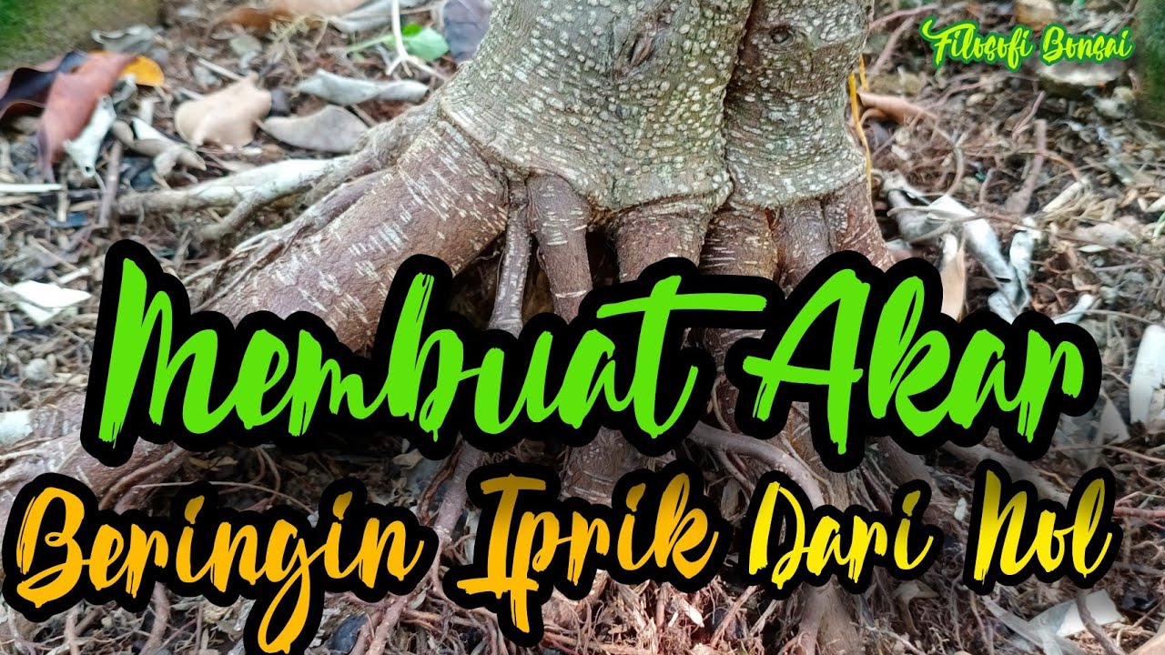 MEMBUAT AKAR BERINGIN IPRIK DARI NOL || Filosofi Bonsai