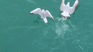 World Hunger, Fight Over Bread ,  Seagulls Fighting  Hunrgry seagulls #shorts
