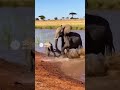 The Crocodile Closes In! A Parent Elephant’s Decision to Save Its Calf#shorts#aivideo