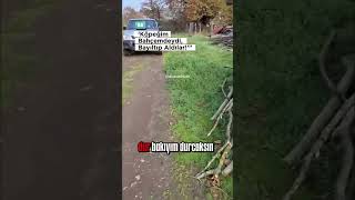 Gümüşova’da yine iç burkan görüntüler…Masum canlar, sokaklardan apar topar toplanıyor#love #dog#cute