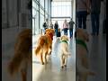 The Runaway Cart — Golden Retrievers Stop a Speeding Danger