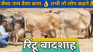 25 Letter Milk 👌 असली गारंटी वाली गाय 👍 Most Beautiful ❤️ 6 Tharparkar Sahiwal Gir Cow For Sale