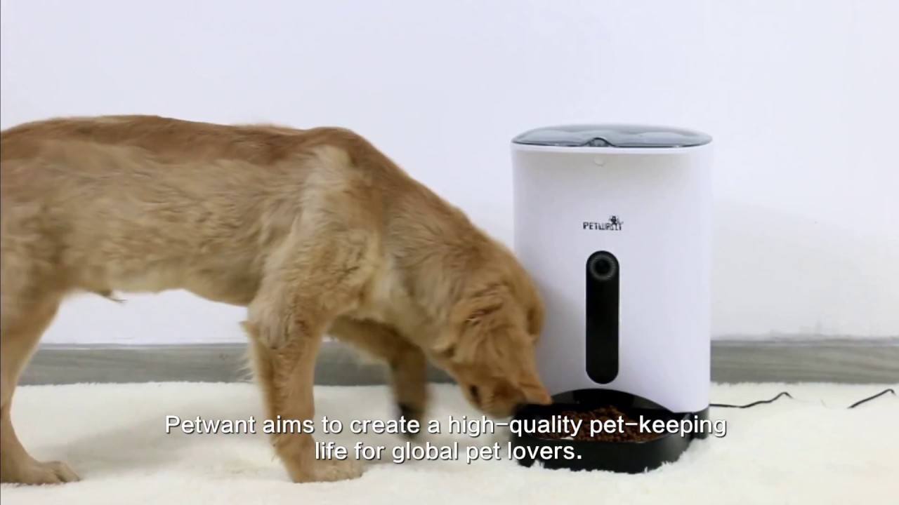 WOpet Automatic Pet Feeder for Dog or Cat YouTube