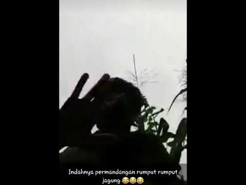 Hallo Gais Lagi Di Jagung Guys Youtube