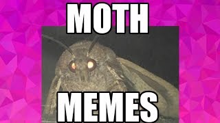 Moth Lamp Meme Compilation