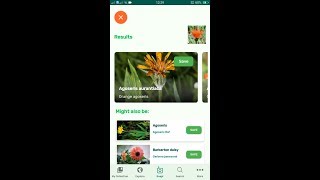 PlantSnap identifies an Orange agoseris (Agoseris aurantiaca) screenshot 5