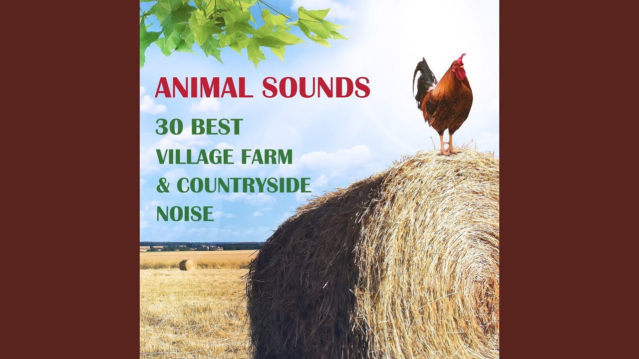 Turkey Sounds Effect YouTube Turkey Sounds Effect YouTube