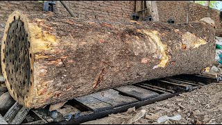 What’s Inside This Trembesi Wood ‼️ Unexpected Find in a Hollow Log