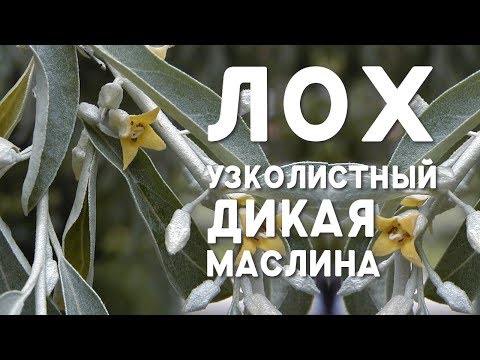 Лох узколистный / Маслина / Джидда / Пшат - описание растения и лечебные свойства