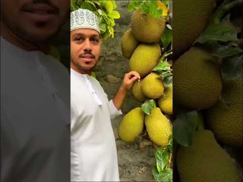 الفنس الجاك فروت في الكامل والوافي سلطنة ع مان     