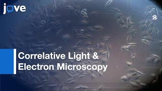 CLEM: Tool To Visualize Microinjected Molecules & Eukaryotic Sub-Cellular Targets l Protocol Preview