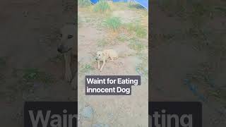 One Meal, One Smile, One Innocent Life#dogs#doglife #dogshorts
