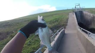 White Bass Fishing at a Texas Spillway