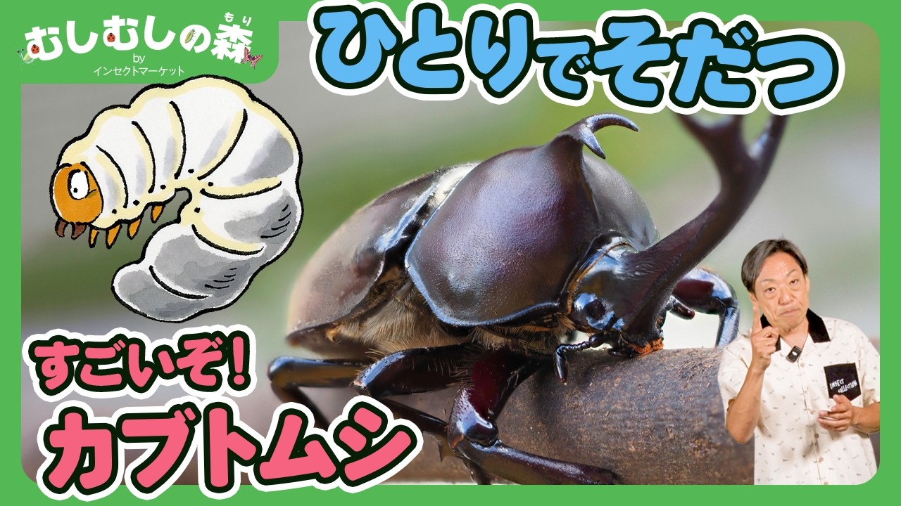 【昆虫】カブトムシのスゴい秘密！【むしむしの森】香川照之・カァーブル先生・昆虫採集・子ども向け・自由研究・知育・教育・生き物・カブトムシ・クワガタ・てんとうむし・カマキリ・カナブン・バッタ・コガネムシ