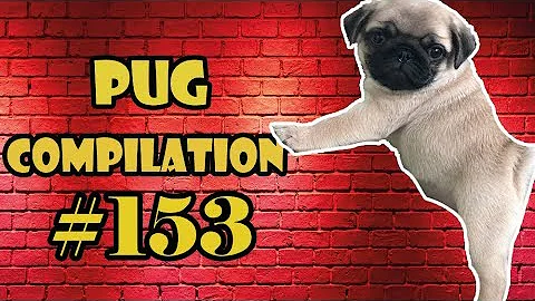 Pug Compilation 153 - Funny Dogs but only Pug Videos | Instapug