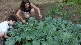 ⟹ Collards an Kale Volunteers,  Brassicaceae GETTING HUGE!! CHECK IT OUT!! #kale