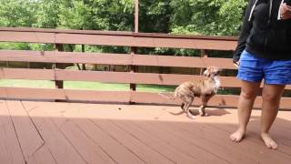 Stella learning tricks at 5 months by Stella the Border Aussie 22 views 6 years ago 1 minute, 44 seconds