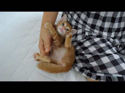 a Baby Kitten <strong>Keeps</strong> Clinging to the Butler for a Hug