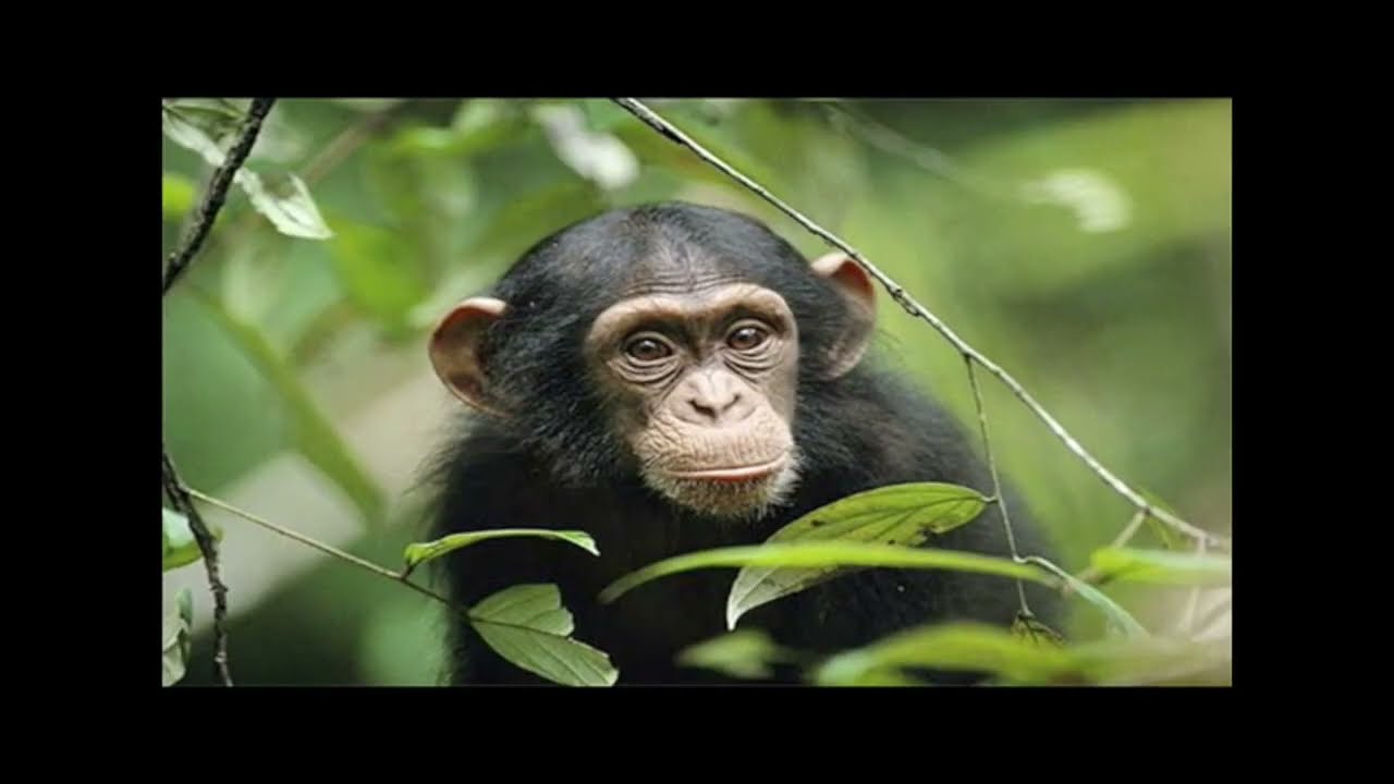 youtube-video-thumbnail