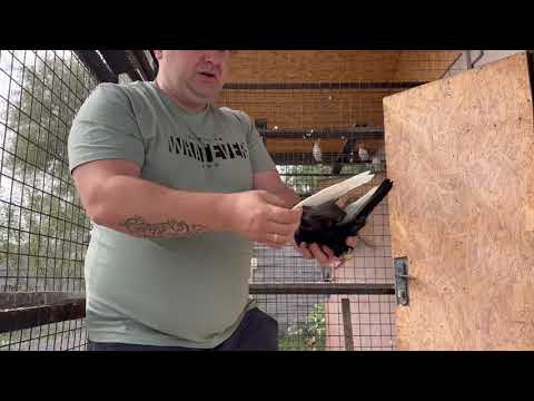 Нові голуби з ярмарку Давиду подарували поштових голубів Лимонні Чехи