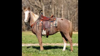 Ruby, a Strawberry Roan Fox Trotter at Lucky D Ranch Missouri