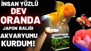DEV ORANDA JAPON BALIĞI AKVARYUMU KURDUM! #akvaryum #akvaryumbalıkları #japonbalığı