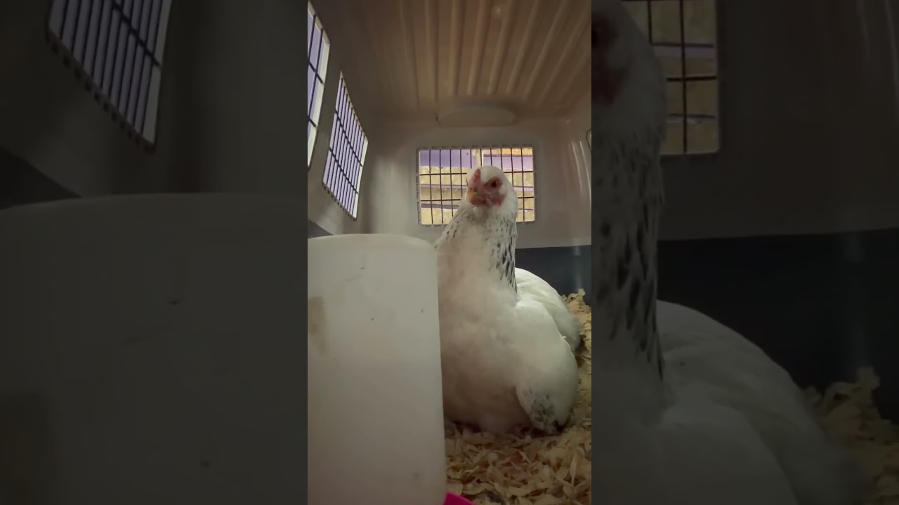 Baby Chicken we call Nugget