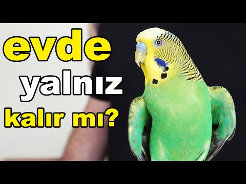 Muhabbet Kuşu Evde Yalnız Kalabilir mi