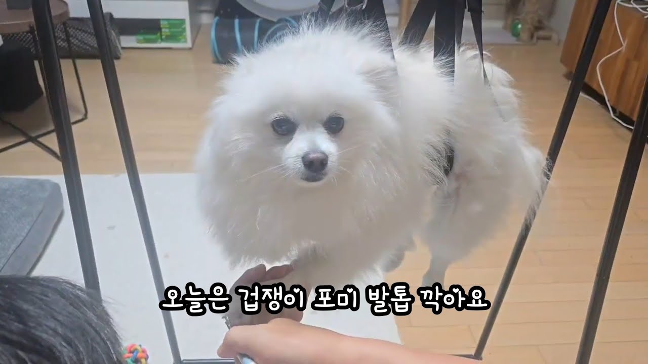 왜 매달려 있어(강아지 발톱 깍는날) #dog #귀여운강아지