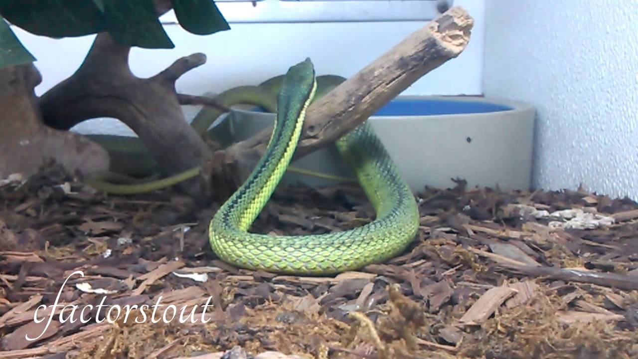 Baron's Racer Snake - Philodryas - Green Snakes - Reptile - Colubrid ...