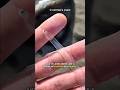 This Fish Is Completely Transparent!