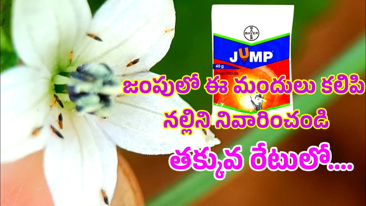 how to control chilli block trips | mirchi lo nalli nivarana | sr agriculture telugu