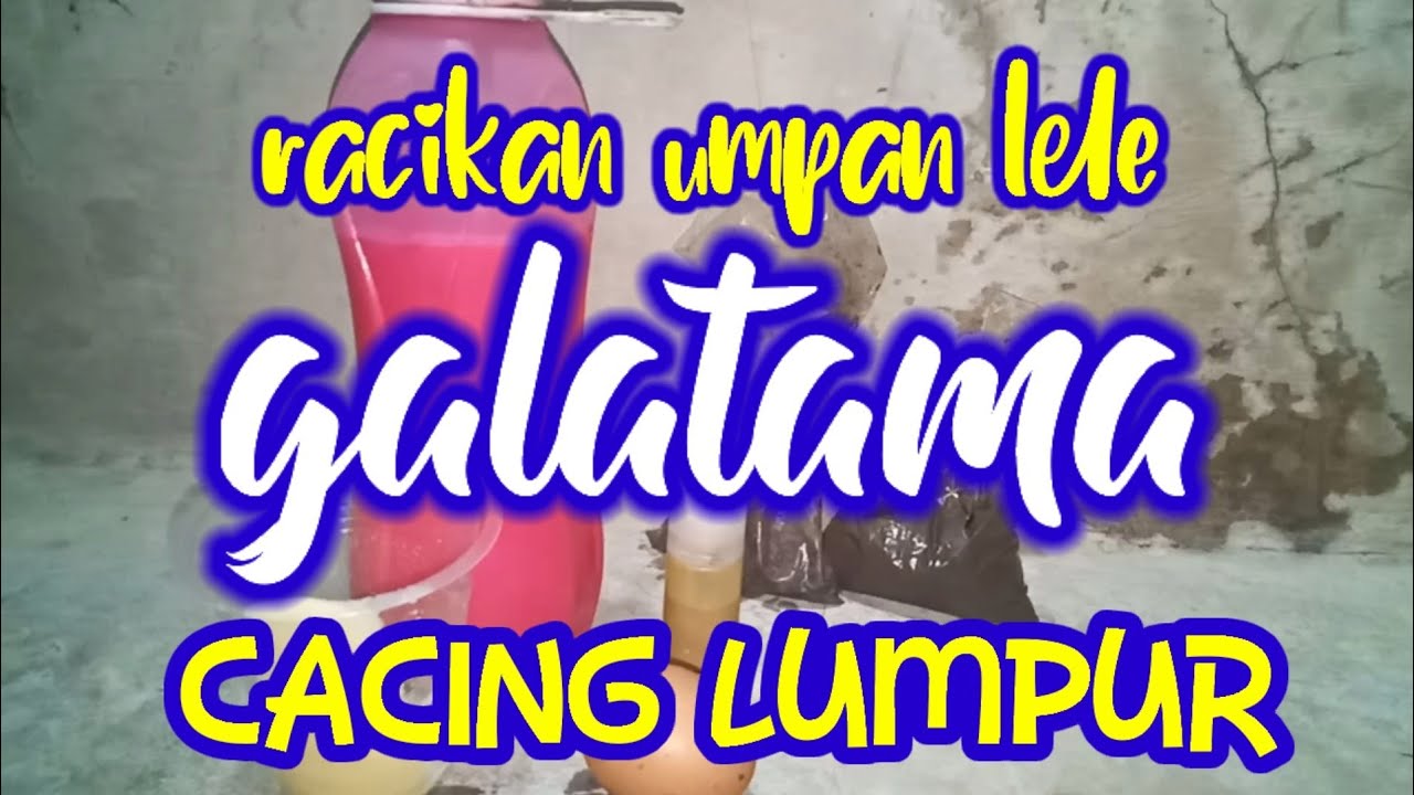 racikan umpan lele harian dan galatama lele || cacing lumpur