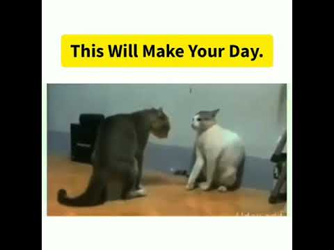 cat-fight|zingath-fullsong|cat-love-story|cat-dance|dancingcat|memes