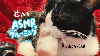 猫が爪を噛む顔が可愛すぎるグルーミングASMR_cat #45