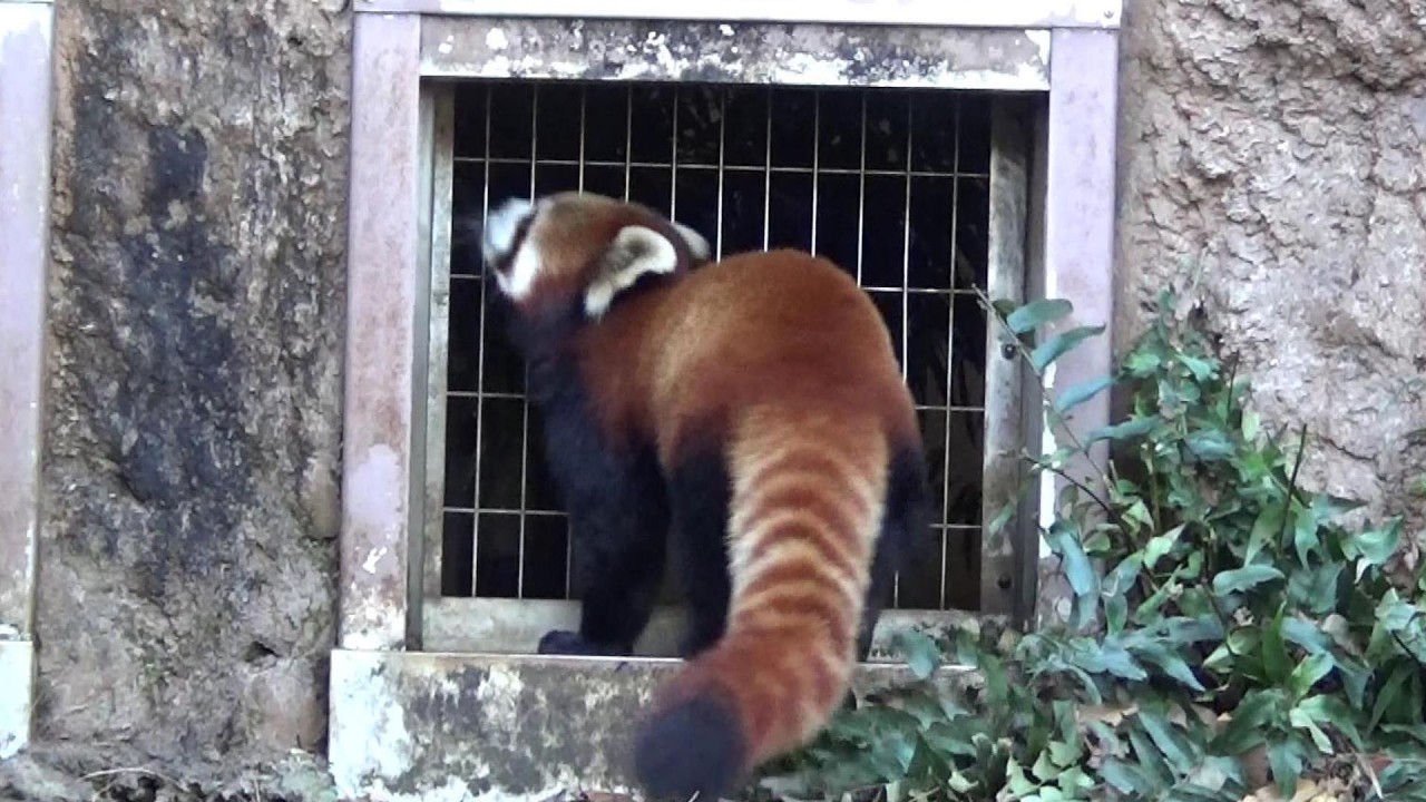 A wandering red panda. Cute red panda #353 [Cute animal videos
