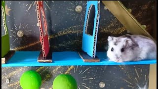 Hamster Escape Mazebaby Hamster Escape Memoirs