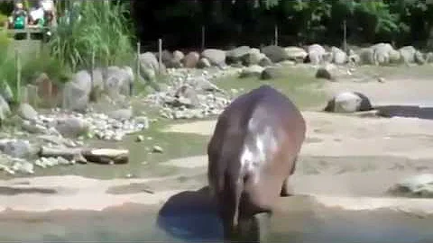 Quanto è lunga la cacca più lunga al mondo?